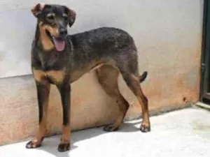 Cachorro raça Vira lata  idade 1 ano nome Mary