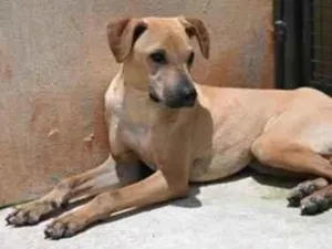 Cachorro raça Vira lata  idade 1 ano nome Alvaro 