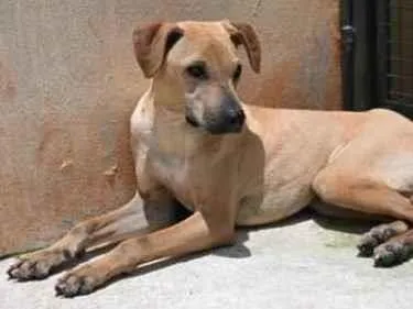 Cachorro raça Vira lata  idade 1 ano nome Alvaro 