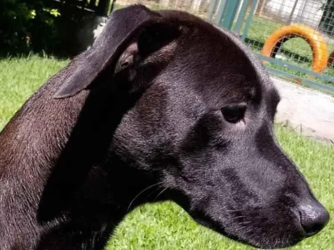 Cachorro raça Mestiça galgo  idade 1 ano nome Lilich