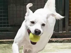 Cachorro raça Mestiço labrador idade 3 anos nome Ras