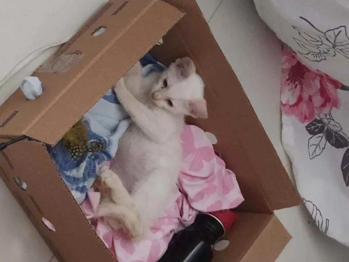 Gato raça Vira lata  idade 2 a 6 meses nome Não tem nome
