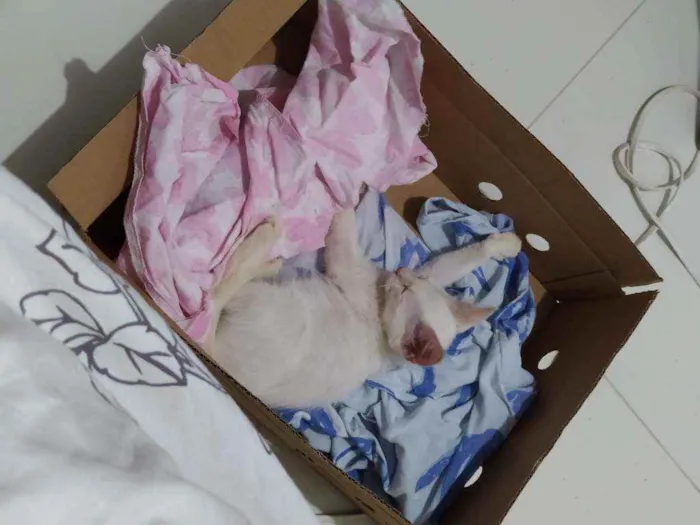 Gato raça Vira lata  idade 2 a 6 meses nome Não tem nome