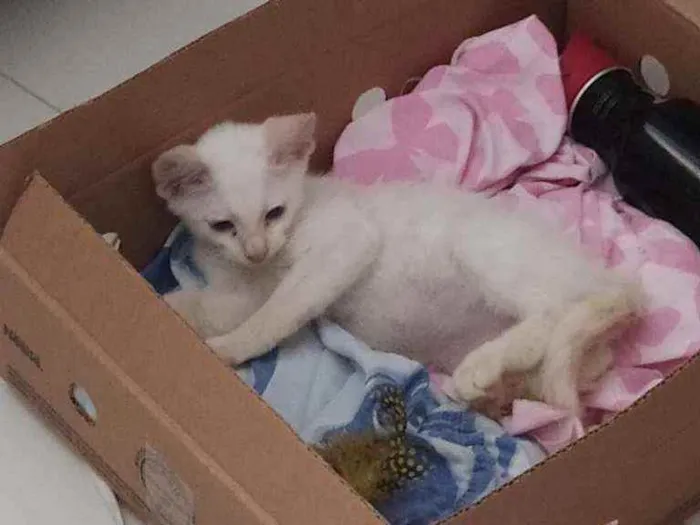 Gato raça Vira lata  idade 2 a 6 meses nome Não tem nome