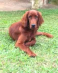 Quebec (Setter Irlan