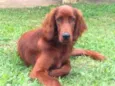 Quebec (Setter Irlan