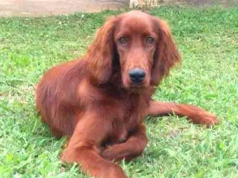 Cachorro ra a Setter Irlandês  idade 7 a 11 meses nome Quebec (Setter Irlan