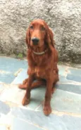 Quebec (Setter Irlan