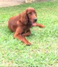 Quebec (Setter Irlan