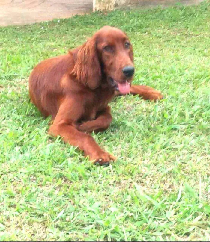 Cachorro ra a Setter Irlandês  idade 7 a 11 meses nome Quebec (Setter Irlan