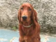 Quebec (Setter Irlan