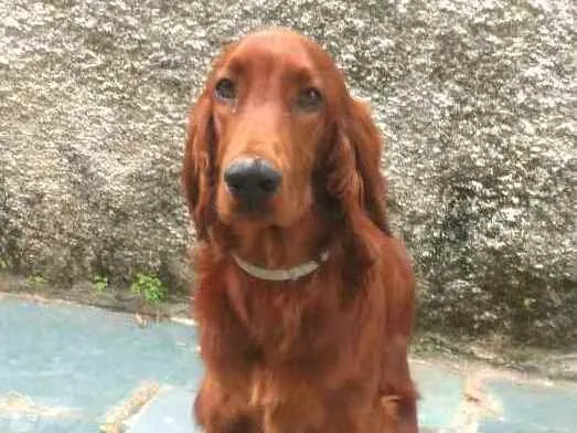 Cachorro ra a Setter Irlandês  idade 7 a 11 meses nome Quebec (Setter Irlan