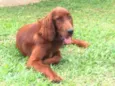 Quebec (Setter Irlan