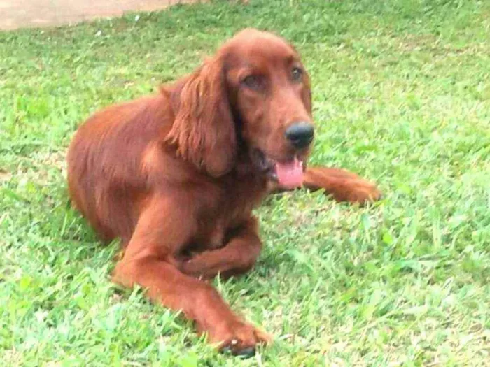Cachorro ra a Setter Irlandês  idade 7 a 11 meses nome Quebec (Setter Irlan