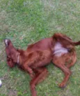 Quebec (Setter Irlan