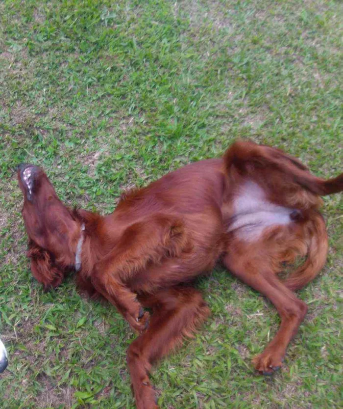 Cachorro ra a Setter Irlandês  idade 7 a 11 meses nome Quebec (Setter Irlan