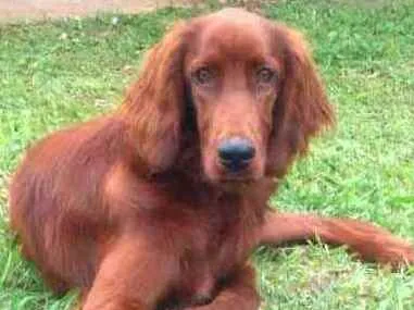 Cachorro ra a Setter Irlandês  idade 7 a 11 meses nome Quebec (Setter Irlan