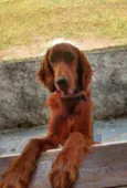 Quebec (Setter Irlan