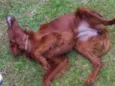Quebec (Setter Irlan