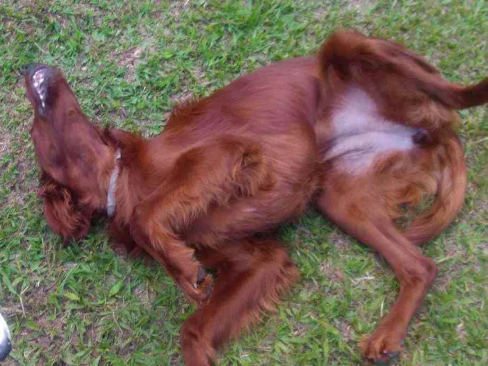 Cachorro ra a Setter Irlandês  idade 7 a 11 meses nome Quebec (Setter Irlan