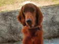 Quebec (Setter Irlan
