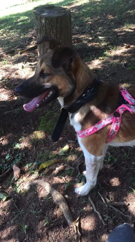 Cachorro ra a SRD-ViraLata idade 1 ano nome Bisnaga