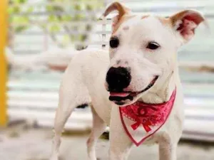 Cachorro raça Mestiça Pit Bull idade 1 ano nome LILA