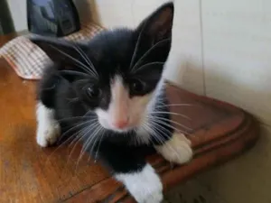 Gato raça sem raça definida idade Abaixo de 2 meses nome Woody