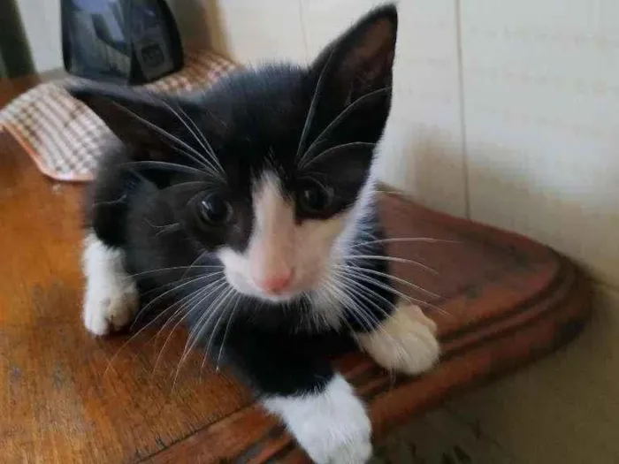 Gato ra a sem raça definida idade Abaixo de 2 meses nome Woody