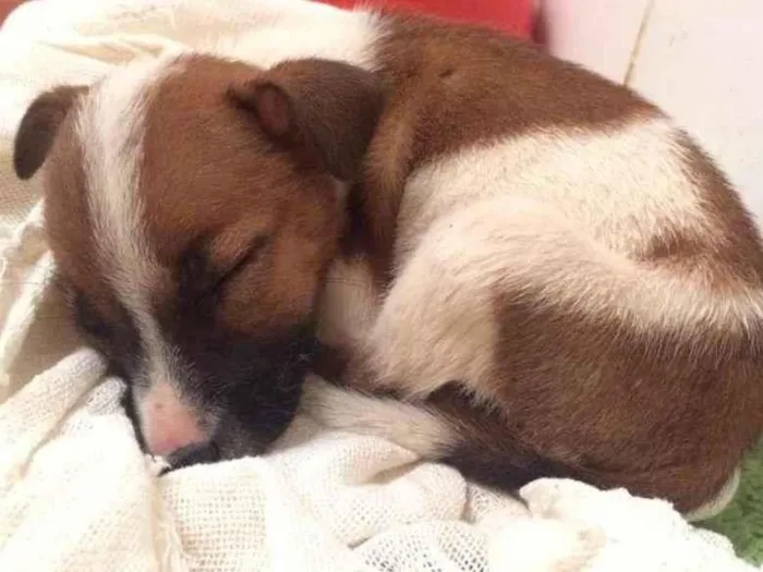 Cachorro ra a Desconhecida idade Abaixo de 2 meses nome Sem nome