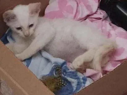 Gato raça Vira lata  idade 2 a 6 meses nome Não tem nome
