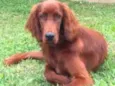 Quebec (Setter Irlan
