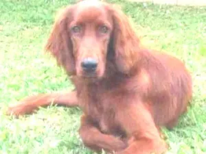 Cachorro raça Setter Irlandês  idade 7 a 11 meses nome Quebec (Setter Irlan