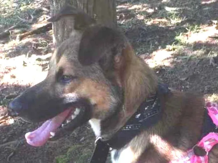 Cachorro ra a SRD-ViraLata idade 1 ano nome Bisnaga