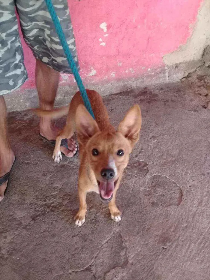 Cachorro raça Vira lata idade 2 a 6 meses nome Marley