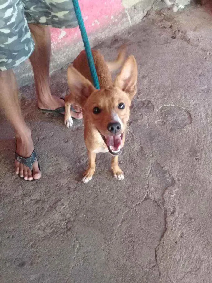 Cachorro raça Vira lata idade 2 a 6 meses nome Marley