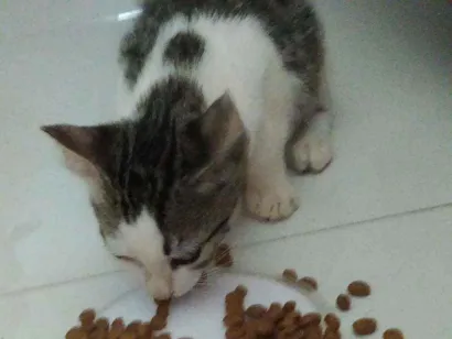 Gato raça Vira lata  idade 2 a 6 meses nome Não tem nome