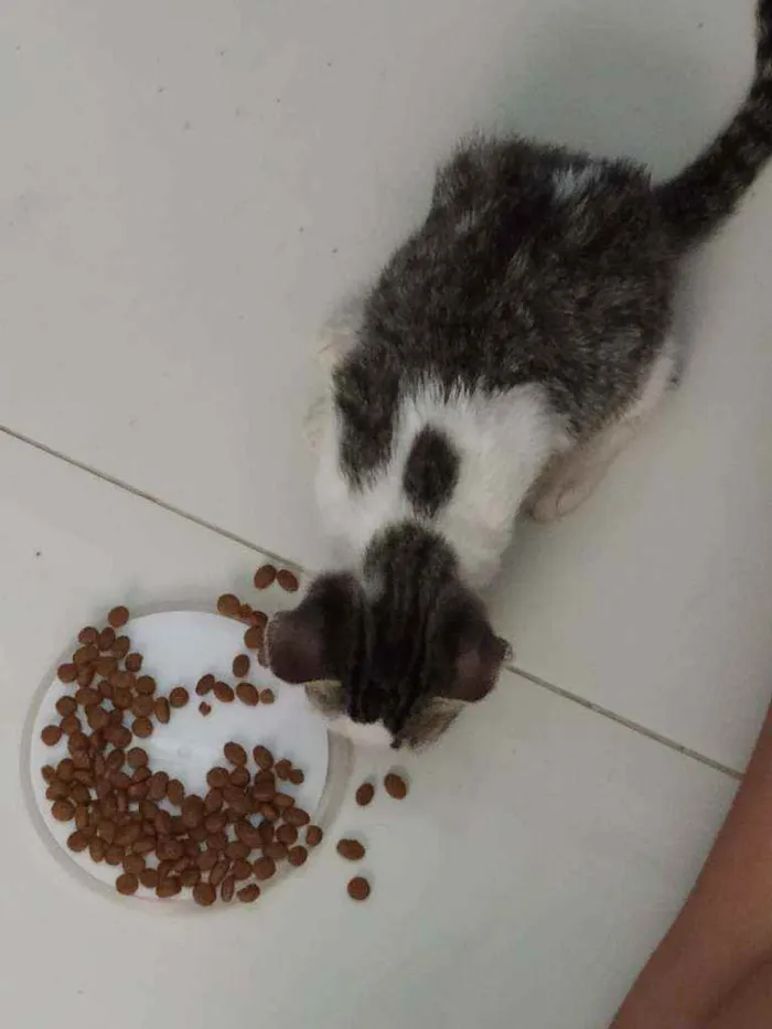 Gato raça Vira lata  idade 2 a 6 meses nome Não tem nome