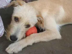 Cachorro raça SRD-ViraLata idade 2 a 6 meses nome Caramelo