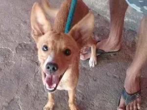 Cachorro raça Vira lata idade 2 a 6 meses nome Marley