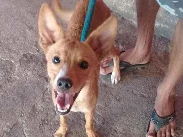 Cachorro raça Vira lata idade 2 a 6 meses nome Marley