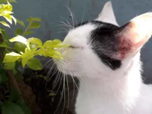 Gato raça Indefinida  idade 1 ano nome Mel