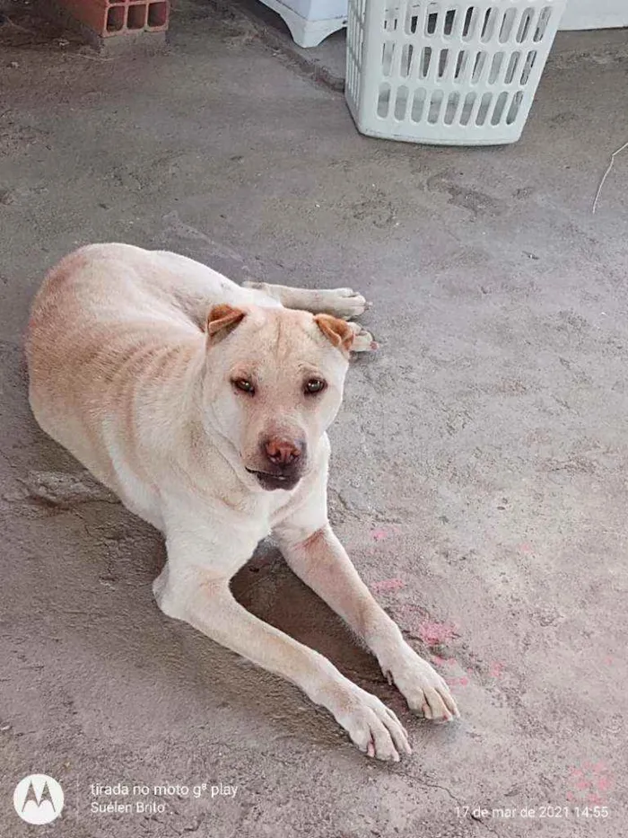 Cachorro raça Shar-pei idade 1 ano nome Pérola 