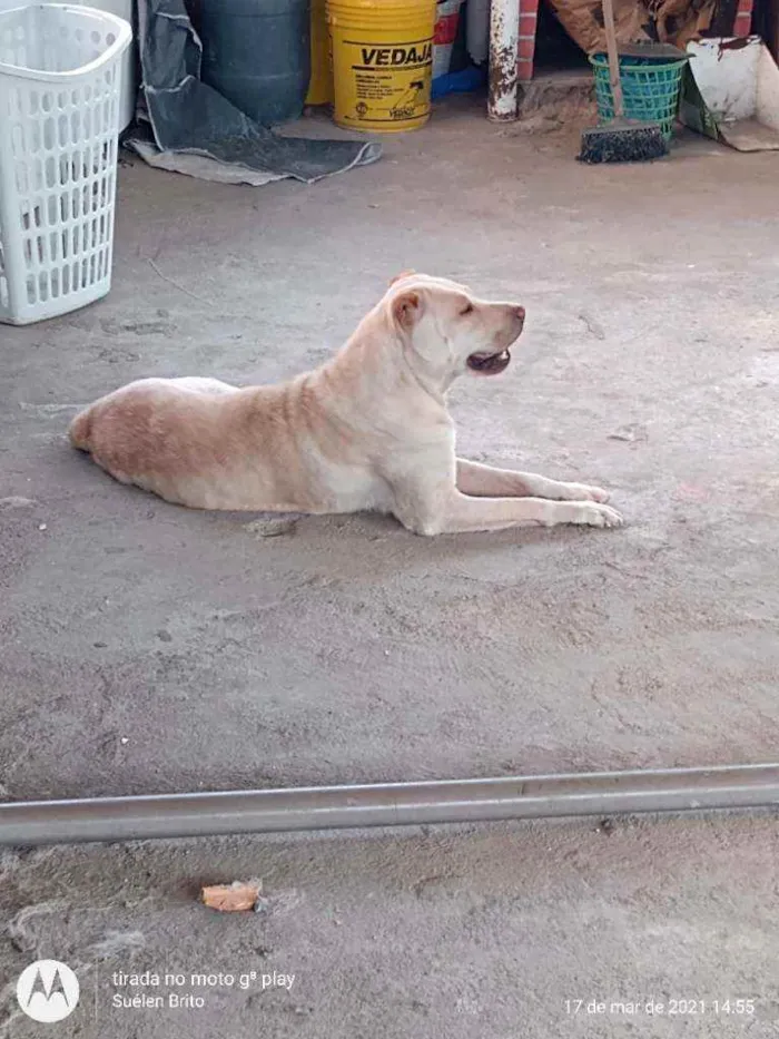 Cachorro raça Shar-pei idade 1 ano nome Pérola 