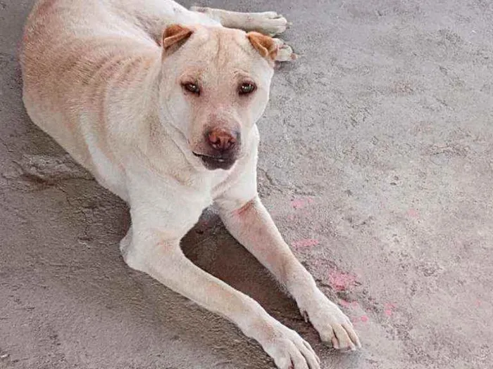 Cachorro raça Shar-pei idade 1 ano nome Pérola 
