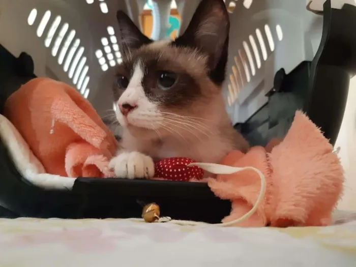 Gato raça srd idade 2 a 6 meses nome Fofinha