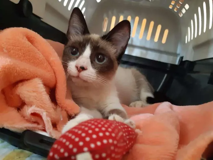 Gato raça srd idade 2 a 6 meses nome Fofinha