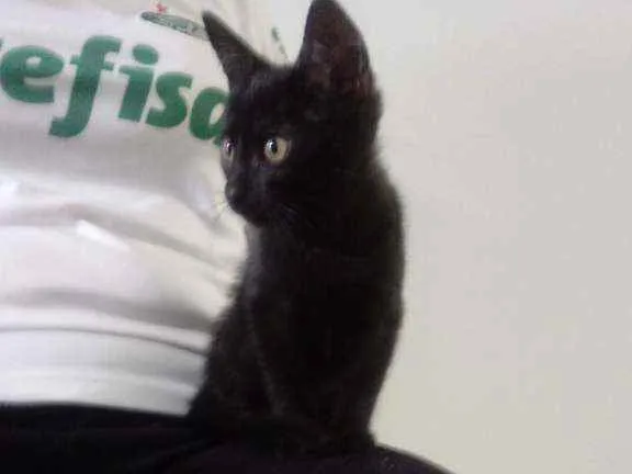 Gato ra a Desconhecido idade 2 a 6 meses nome João e Maria