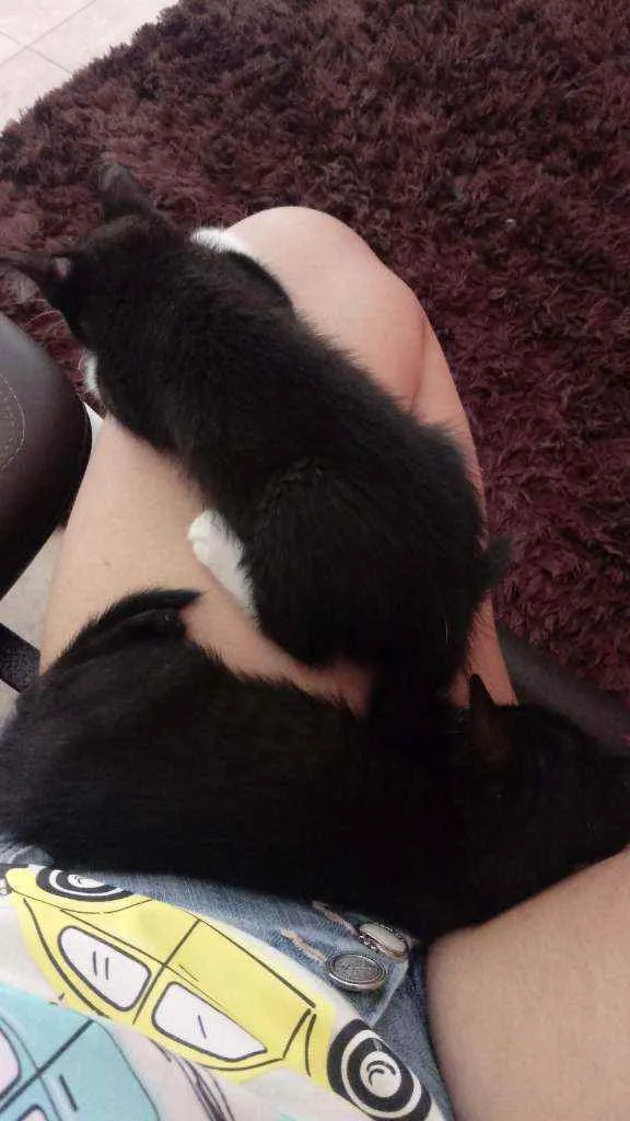 Gato ra a Desconhecido idade 2 a 6 meses nome João e Maria