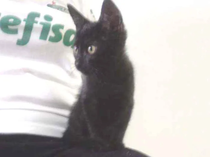 Gato ra a Desconhecido idade 2 a 6 meses nome João e Maria